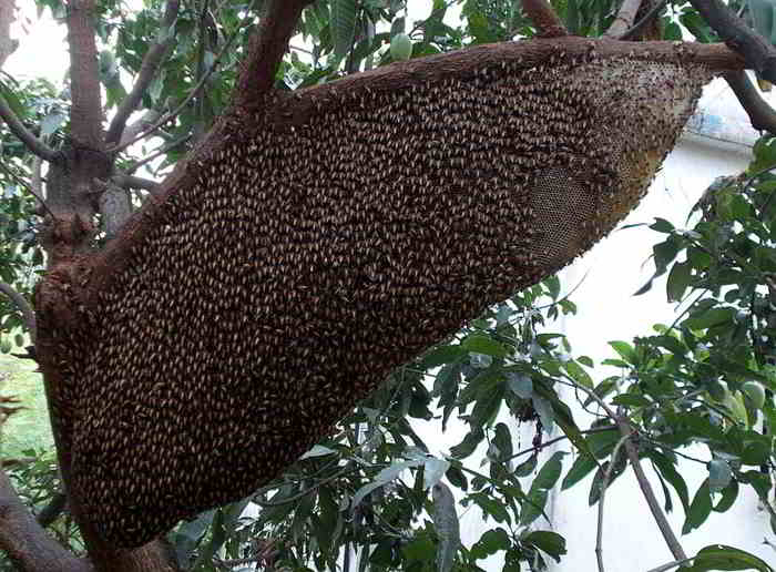 manfaat makan madu hutan