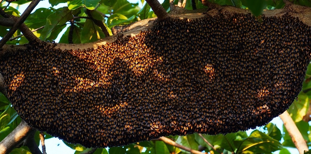 manfaat madu hutan